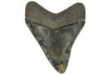Serrated, Fossil Megalodon Tooth - South Carolina #149156-2